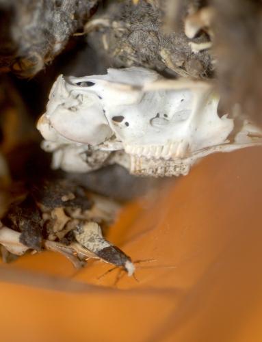 Trichophaga tapetzella